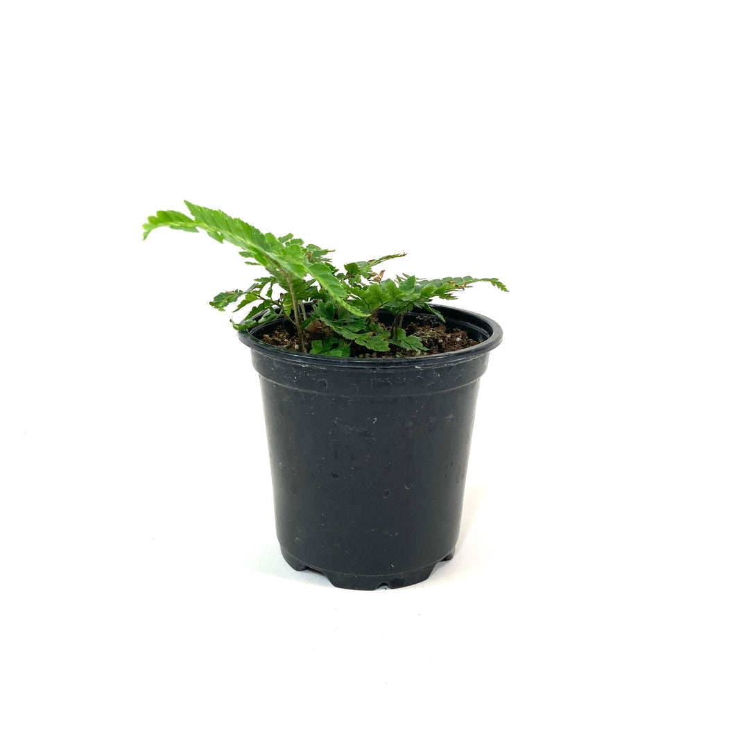 Fern, 4in, East Indian Holly