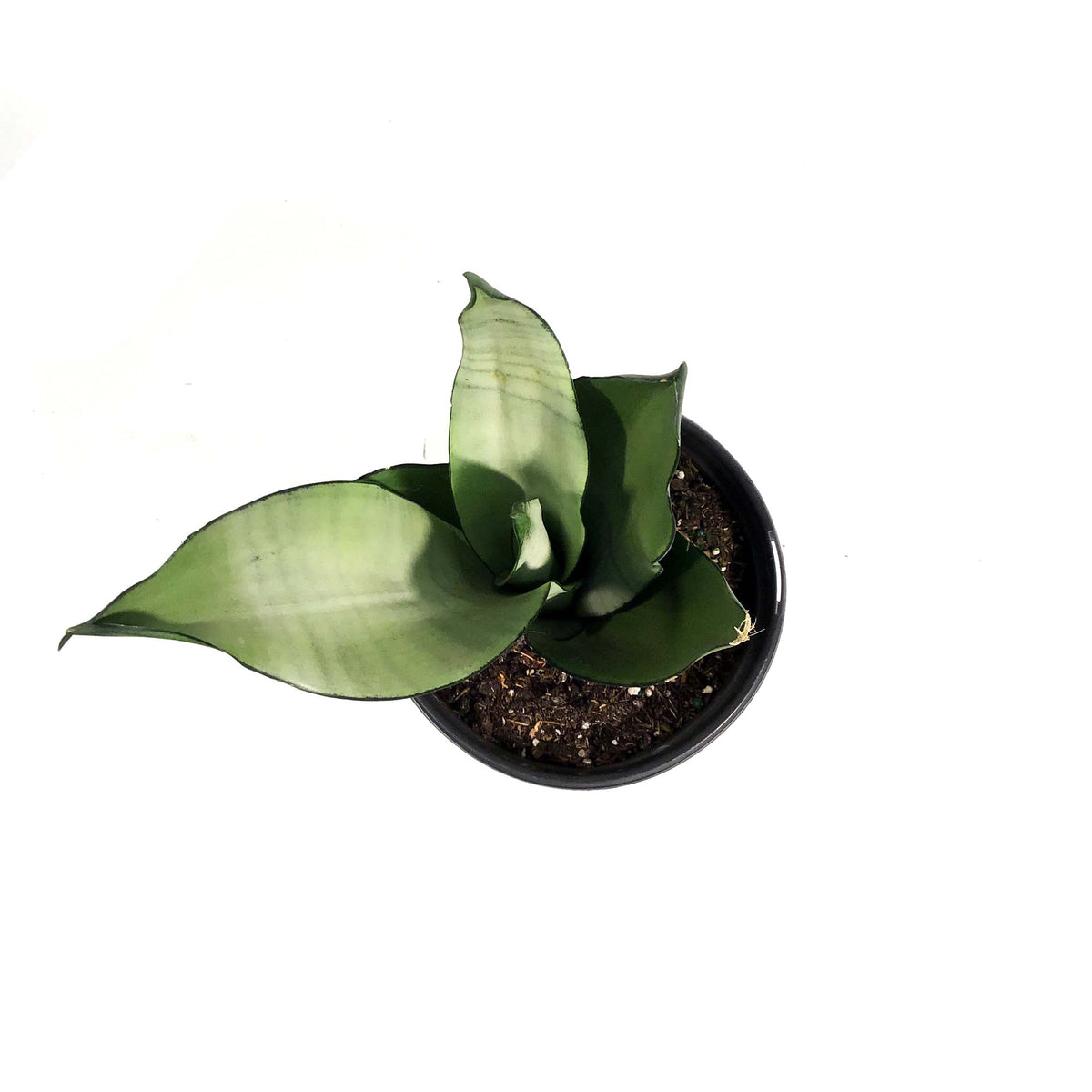 Sansevieria, 6in, Moonshine