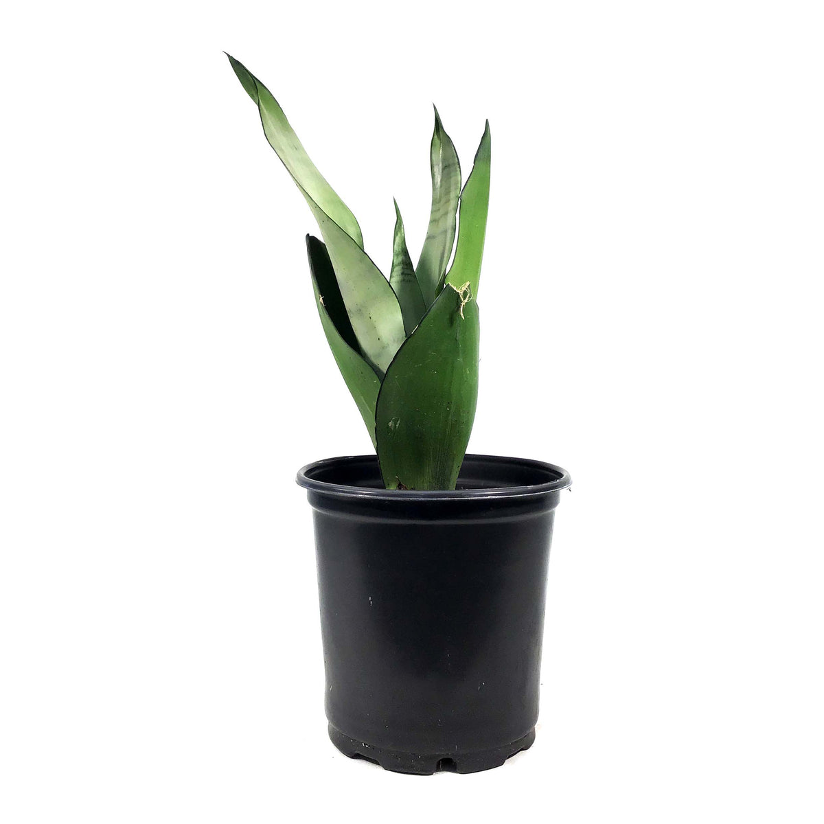 Sansevieria, 6in, Moonshine
