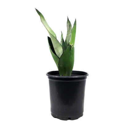 Sansevieria, 6in, Moonshine