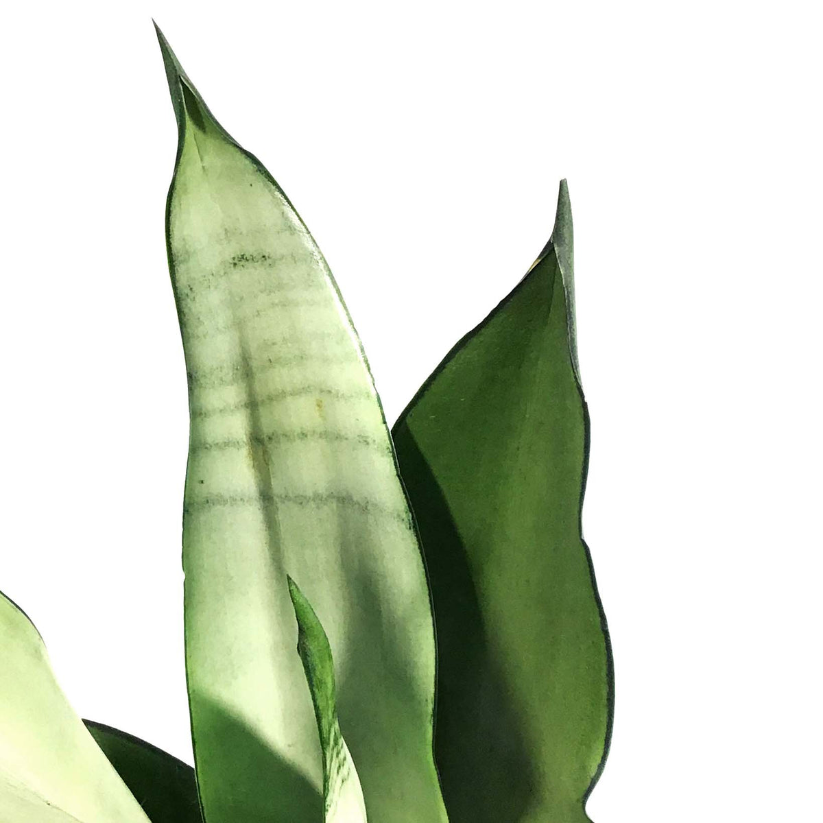 Sansevieria, 6in, Moonshine