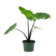 Alocasia, 8in, Dark Star - Floral Acres Greenhouse & Garden Centre