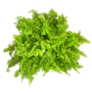 Fern, 6in, Cotton Candy - Floral Acres Greenhouse & Garden Centre