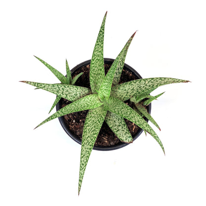 Aloe Vera, 6in, White Beauty - Floral Acres Greenhouse & Garden Centre