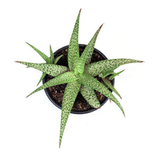 Load image into Gallery viewer, Aloe Vera, 6in, White Beauty - Floral Acres Greenhouse &amp; Garden Centre
