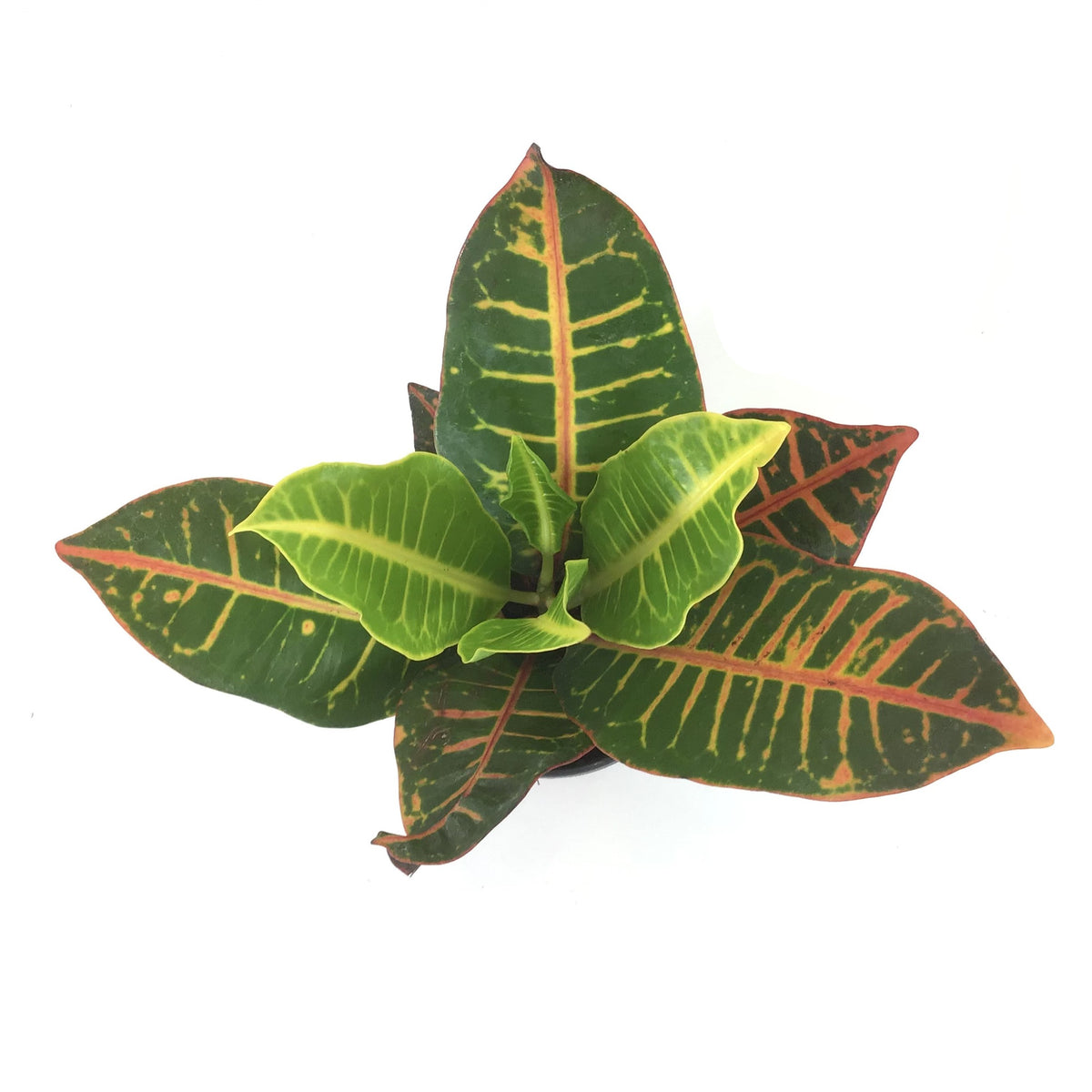 Croton, 4in, Petra - Floral Acres Greenhouse & Garden Centre
