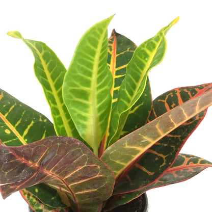 Croton, 4in, Petra - Floral Acres Greenhouse & Garden Centre