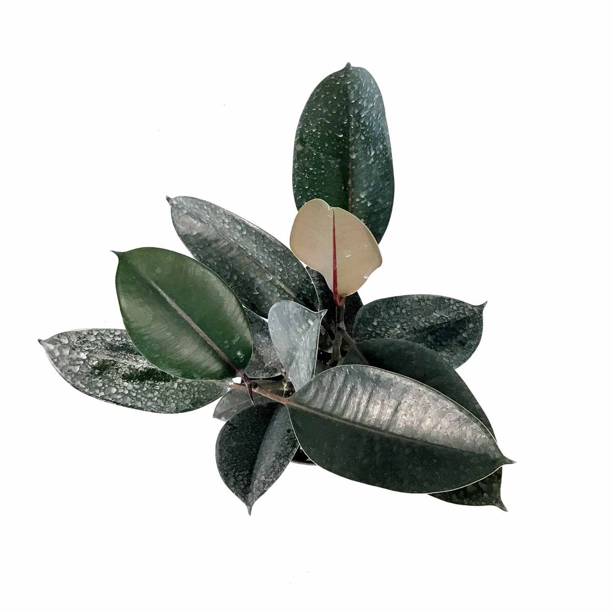 Ficus, 6in, Burgundy - Floral Acres Greenhouse & Garden Centre
