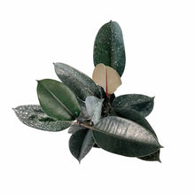 Load image into Gallery viewer, Ficus, 6in, Burgundy - Floral Acres Greenhouse &amp; Garden Centre
