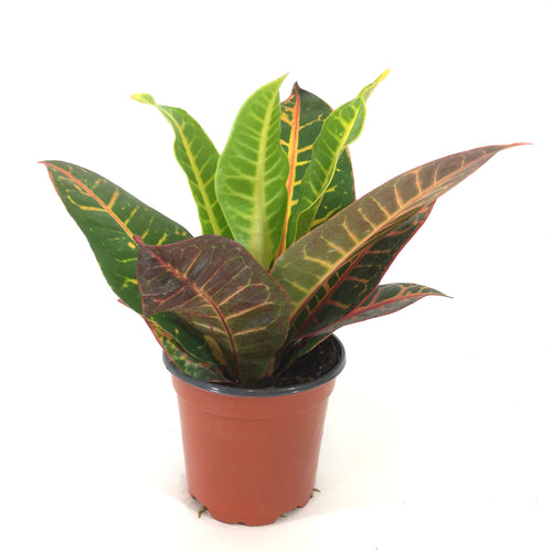 Croton, 4in, Petra - Floral Acres Greenhouse & Garden Centre