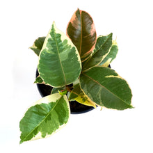 Load image into Gallery viewer, Ficus, 4in, Tineke - Floral Acres Greenhouse &amp; Garden Centre
