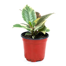 Load image into Gallery viewer, Ficus, 4in, Tineke - Floral Acres Greenhouse &amp; Garden Centre
