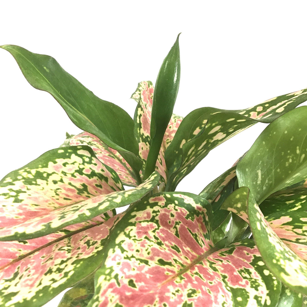 Aglaonema, 6in, Wishes - Floral Acres Greenhouse & Garden Centre