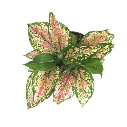 Aglaonema, 6in, Wishes - Floral Acres Greenhouse & Garden Centre