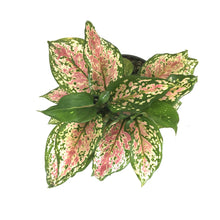 Load image into Gallery viewer, Aglaonema, 6in, Wishes - Floral Acres Greenhouse &amp; Garden Centre
