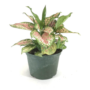 Aglaonema, 6in, Wishes - Floral Acres Greenhouse & Garden Centre