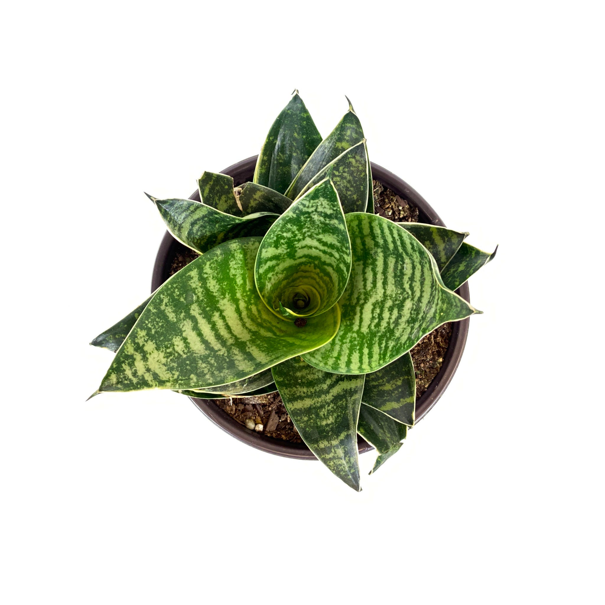 sansevieria starpower Sansevieria, 6in, Star Power, Forest Star – Floral Acres Greenhouse & Garden Centre