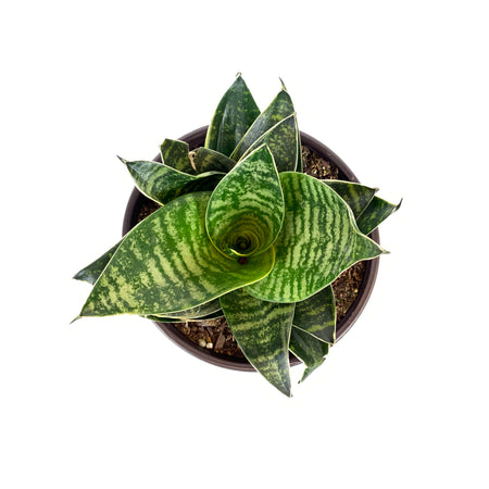 Sansevieria, 6in, Star Power, Forest Star - Floral Acres Greenhouse & Garden Centre