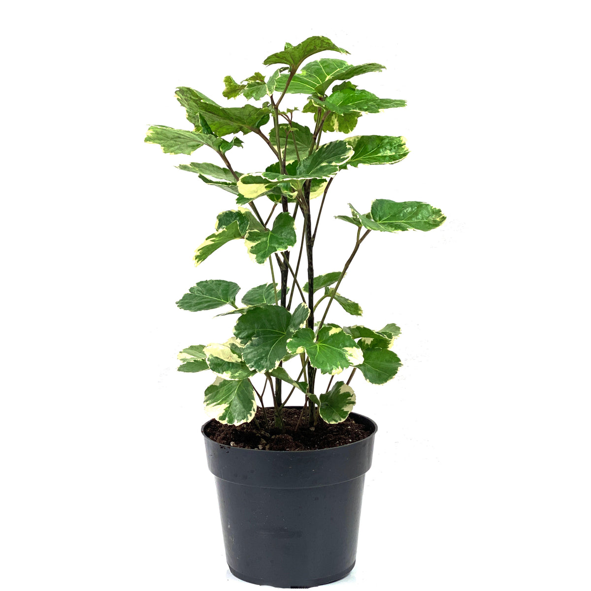 Aralia, 6in, Aralia Balfour Variegated - Floral Acres Greenhouse & Garden Centre