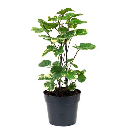 Aralia, 6in, Aralia Balfour Variegated - Floral Acres Greenhouse & Garden Centre