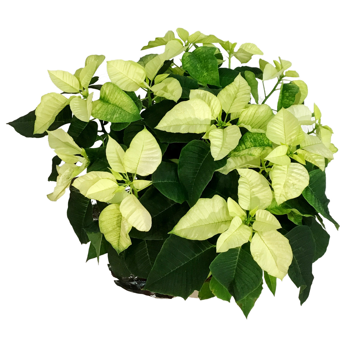 Poinsettia, 10in, White