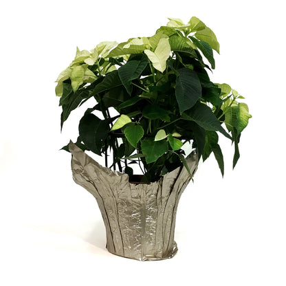 Poinsettia, 10in, White