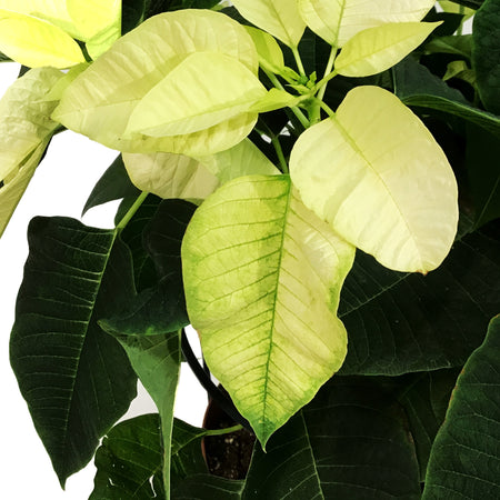 Poinsettia, 10in, White