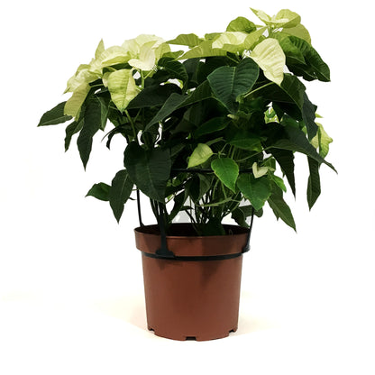 Poinsettia, 10in, White