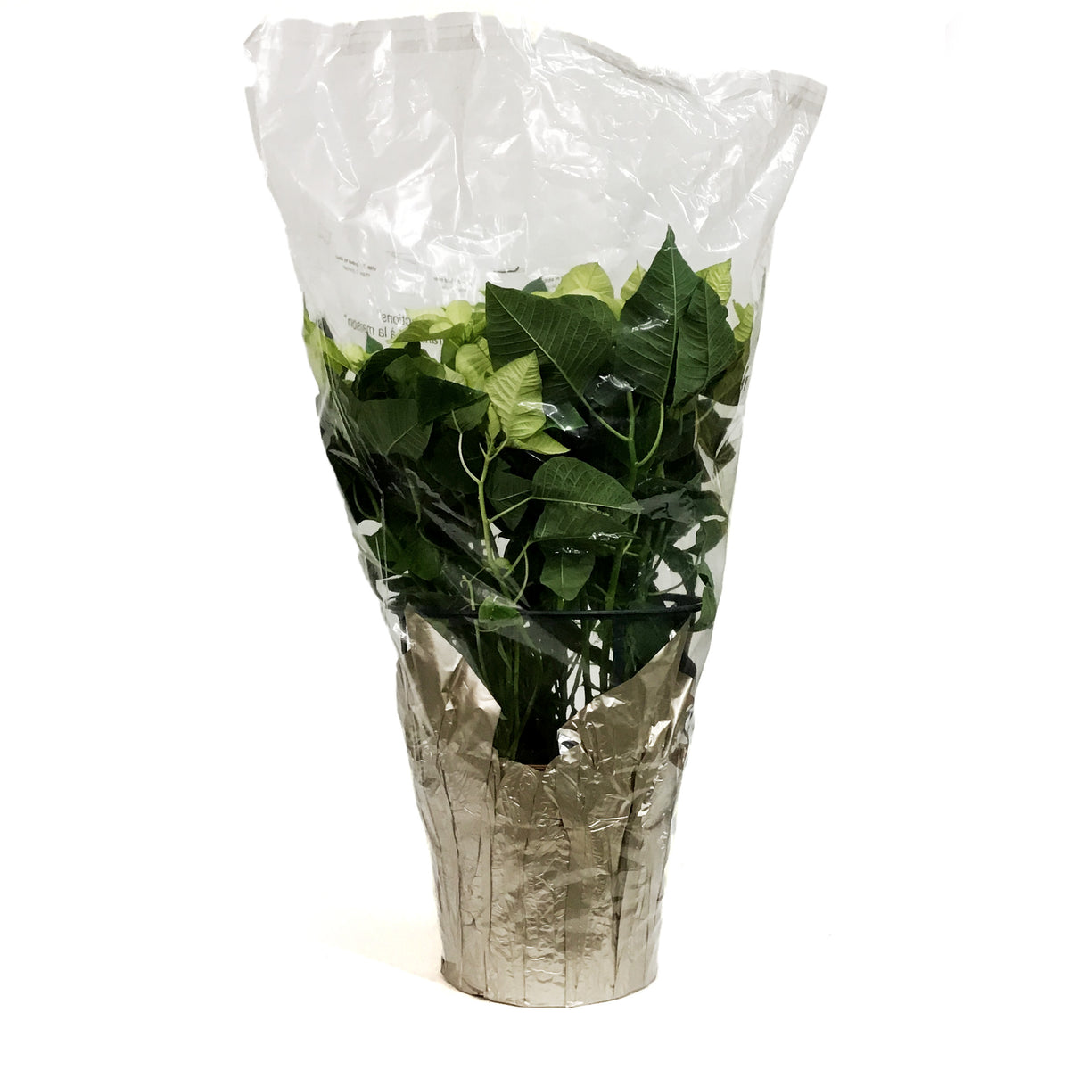 Poinsettia, 10in, White