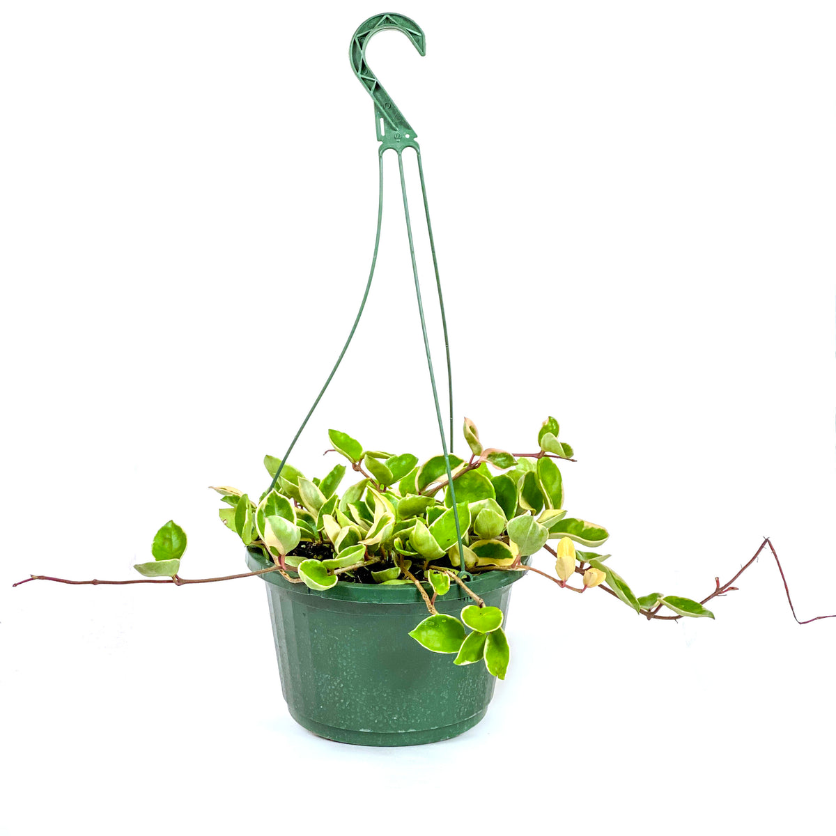 Hoya, 10in, Porcelain Tricolor, Hanging Basket - Floral Acres Greenhouse & Garden Centre