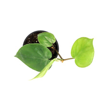 Load image into Gallery viewer, Philodendron, 4in, Heart Leaf
