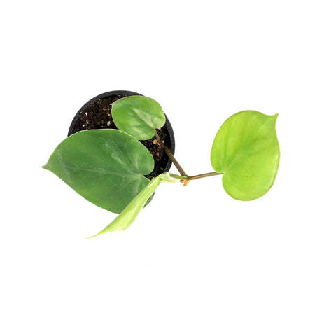 Philodendron, 4in, Heart Leaf