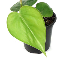 Load image into Gallery viewer, Philodendron, 4in, Heart Leaf
