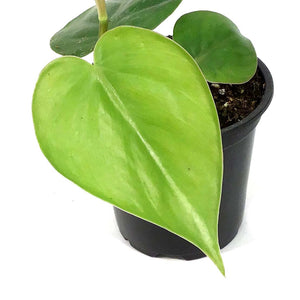 Philodendron, 4in, Heart Leaf