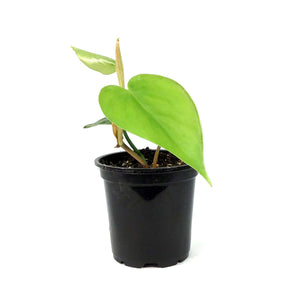 Philodendron, 4in, Heart Leaf