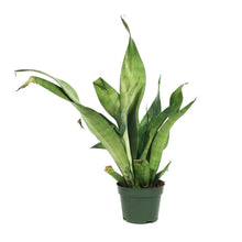 Load image into Gallery viewer, Sansevieria, 4in, Moonshine
