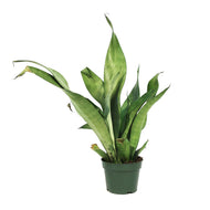 Sansevieria, 4in, Moonshine