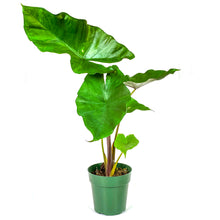 Load image into Gallery viewer, Alocasia, 6in, Sumo - Floral Acres Greenhouse &amp; Garden Centre
