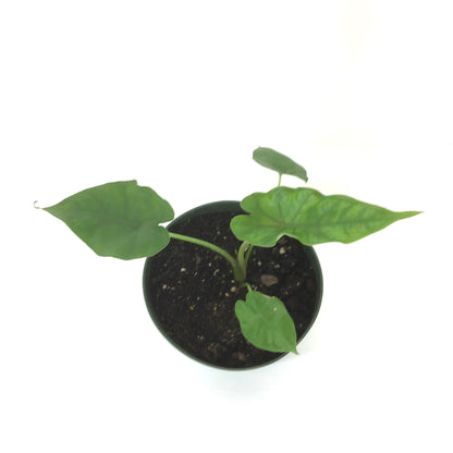 Alocasia, 6in, Sumo - Floral Acres Greenhouse & Garden Centre