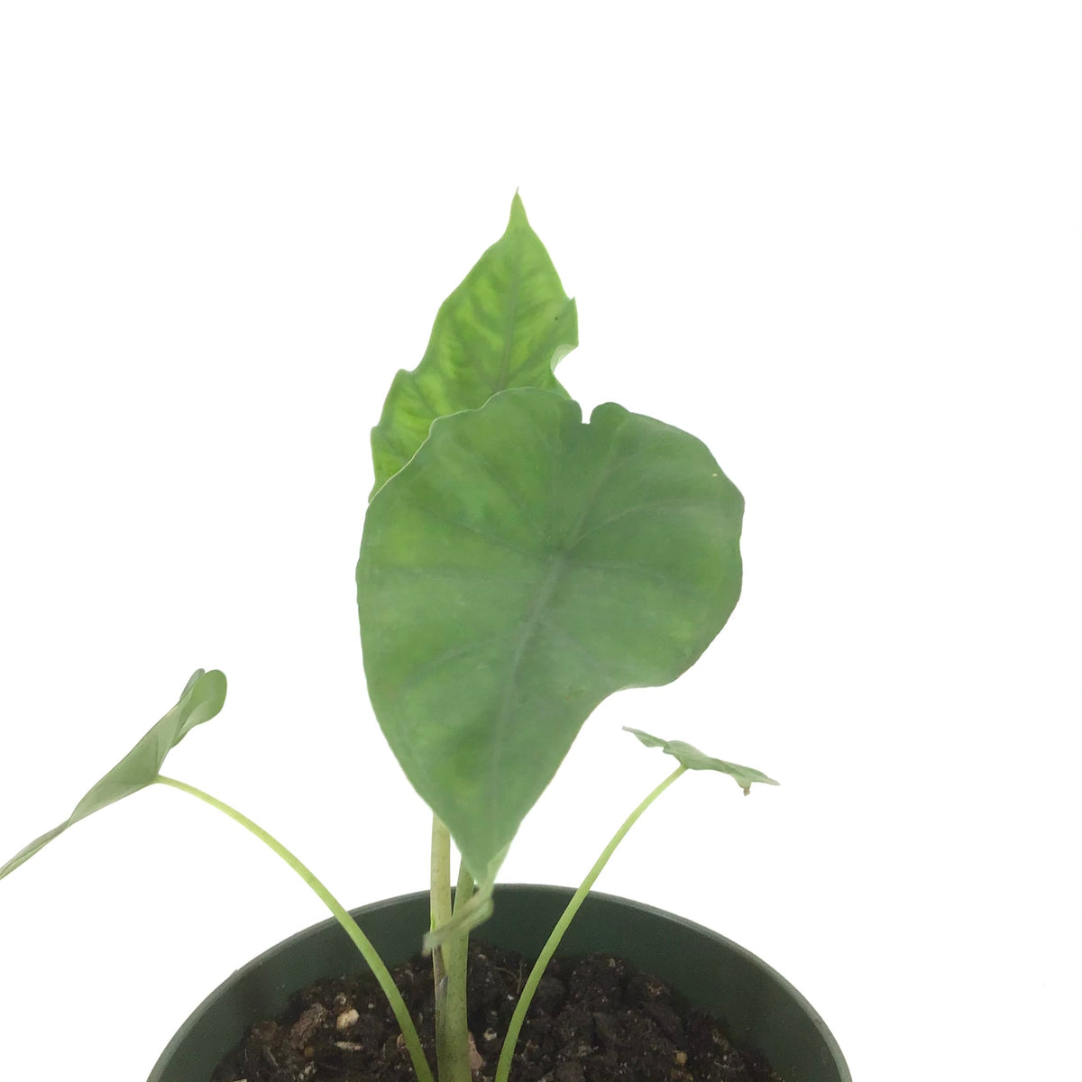 Alocasia, 6in, Sumo - Floral Acres Greenhouse & Garden Centre