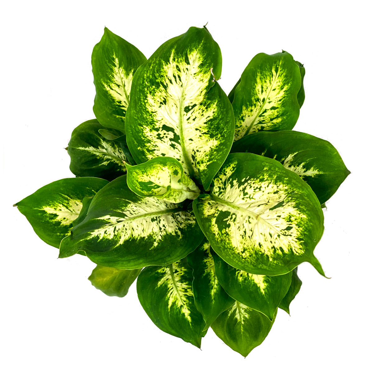 Dieffenbachia, 6in, Snow - Floral Acres Greenhouse & Garden Centre