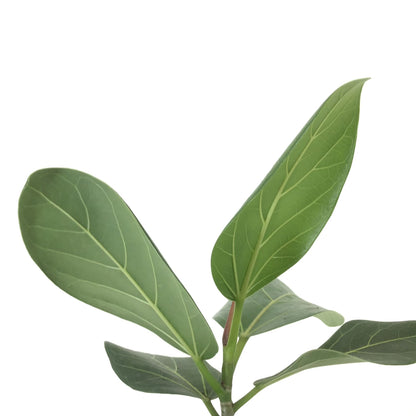 Ficus, 6in, Audrey - Floral Acres Greenhouse & Garden Centre