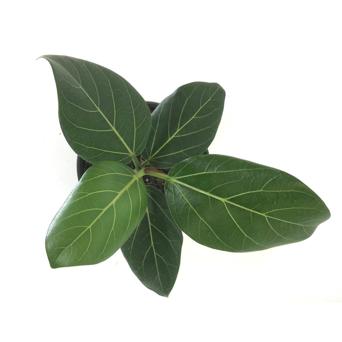 Ficus, 6in, Audrey - Floral Acres Greenhouse & Garden Centre
