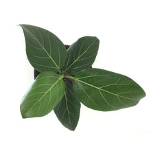 Load image into Gallery viewer, Ficus, 6in, Audrey - Floral Acres Greenhouse &amp; Garden Centre
