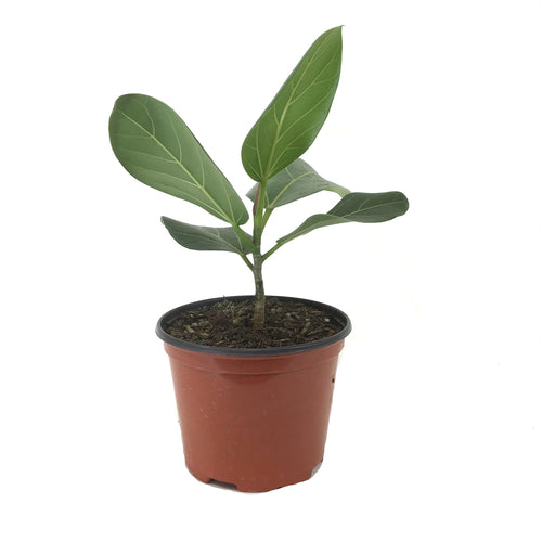 Ficus, 6in, Audrey - Floral Acres Greenhouse & Garden Centre