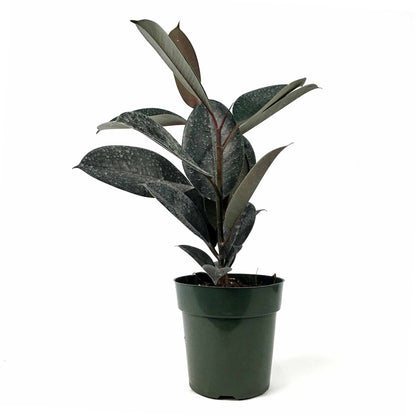 Ficus, 6in, Burgundy - Floral Acres Greenhouse & Garden Centre