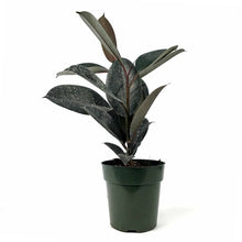 Load image into Gallery viewer, Ficus, 6in, Burgundy - Floral Acres Greenhouse &amp; Garden Centre
