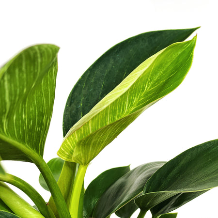 Philodendron, 6in, Birkin - Floral Acres Greenhouse & Garden Centre