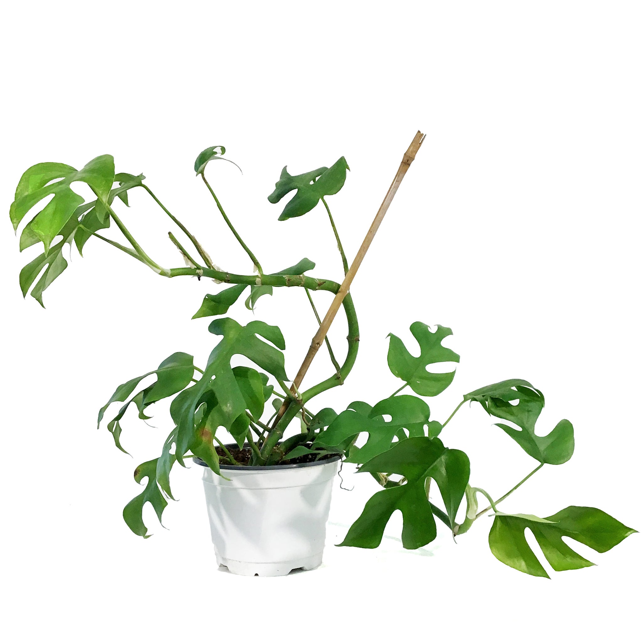 monstera minima vs rhaphidophora tetrasperma Rhaphidophora, 6in, Tetrasperma/Monstera Minima – Floral Acres Greenhouse & Garden Centre