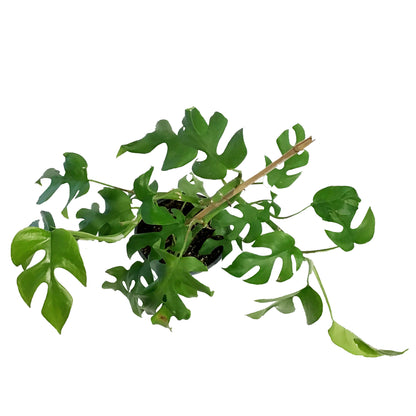 Rhaphidophora, 6in, Tetrasperma/Monstera Minima